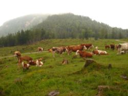 2013-06-23_Sonnenspitz_Jochberg (129).JPG